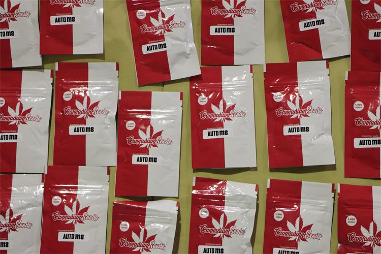 Slika PU_DN/2023/sjemenke cannabisa//4.JPG